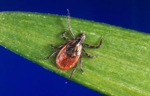 tick - Lyme disease