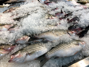 PEI Striped Bass Commercial Fishery